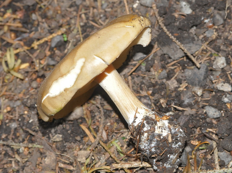 Fungo d''oltre manica